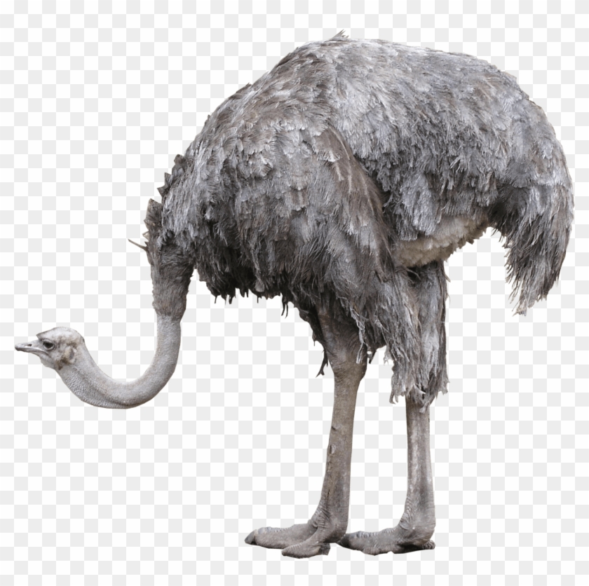 Ostrich Photos - Ostrich Png Clipart
