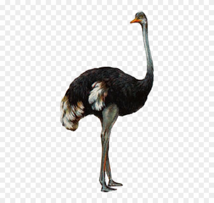 Ostrich Transparent Image - Đà Điểu Png Clipart #1920766