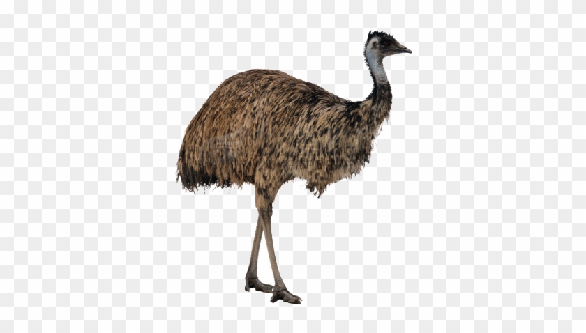 Ostrich Png High-quality Image - Ostrich Png Clipart #1920802