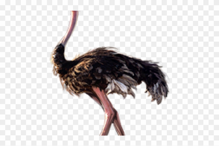 Ostrich Clipart Transparent - Png Download