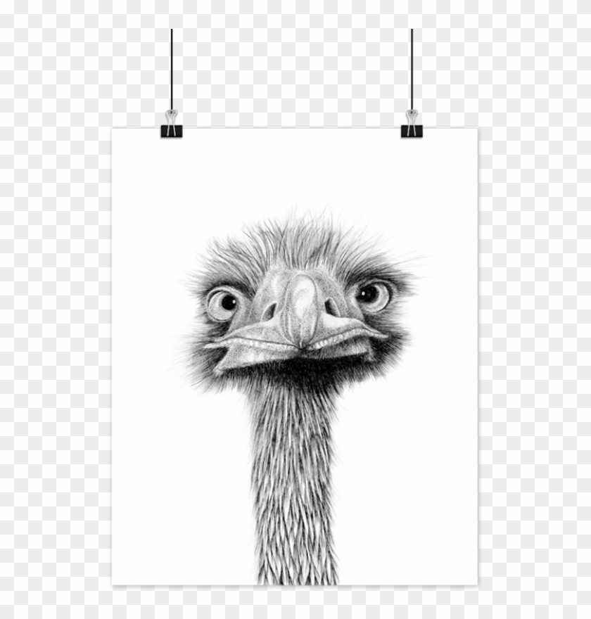Ostrich Clipart Eye - Ostrich - Png Download