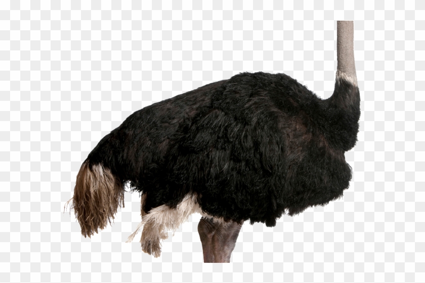 Ostrich Clipart Realistic - Png Download #1921738