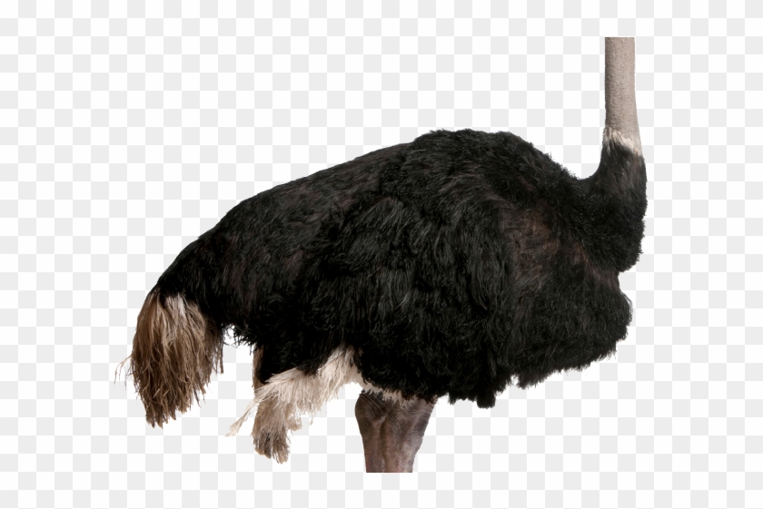 Ostrich Clipart Realistic - Png Download