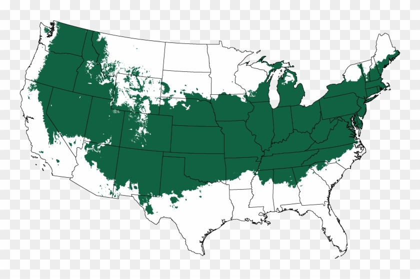 Castle Wall® Blue Holly Heckenstar Clipart #1922252