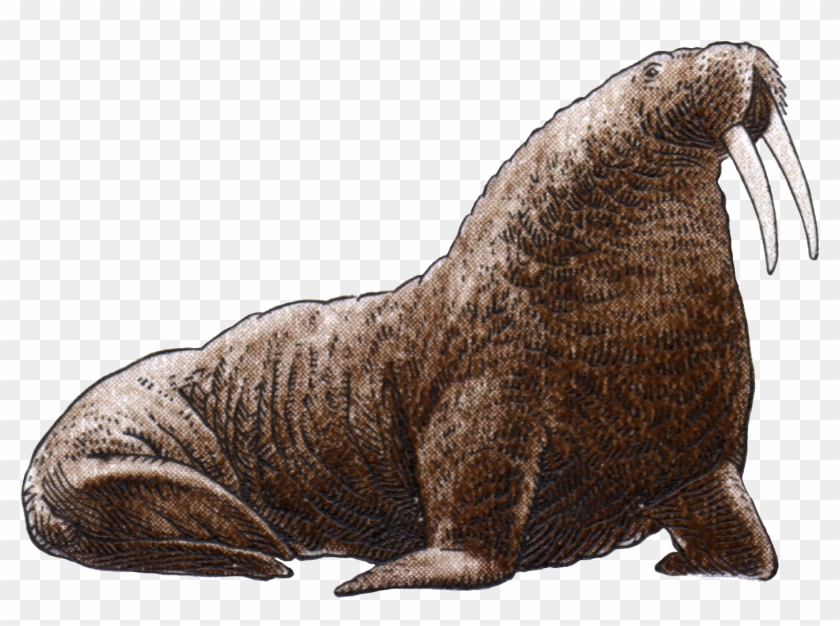 Walrus Png Image File Clipart #1922861