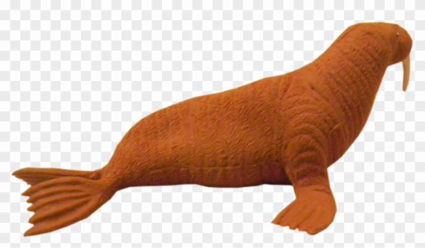 Walrus Free Png Image Clipart