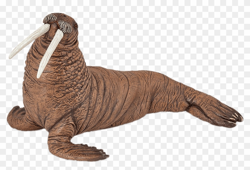 Animals - Walruses Clipart