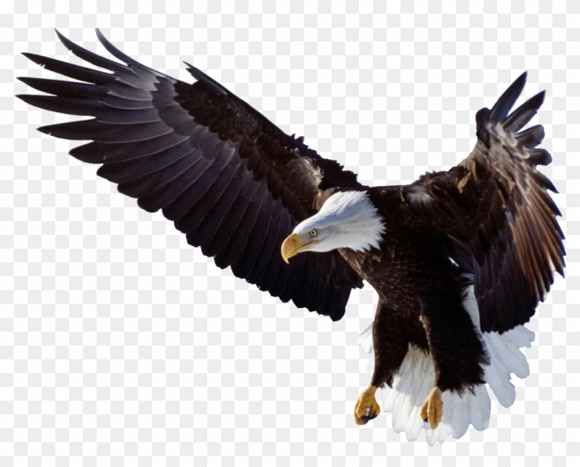 Eagle Wings Logo Png Clipart