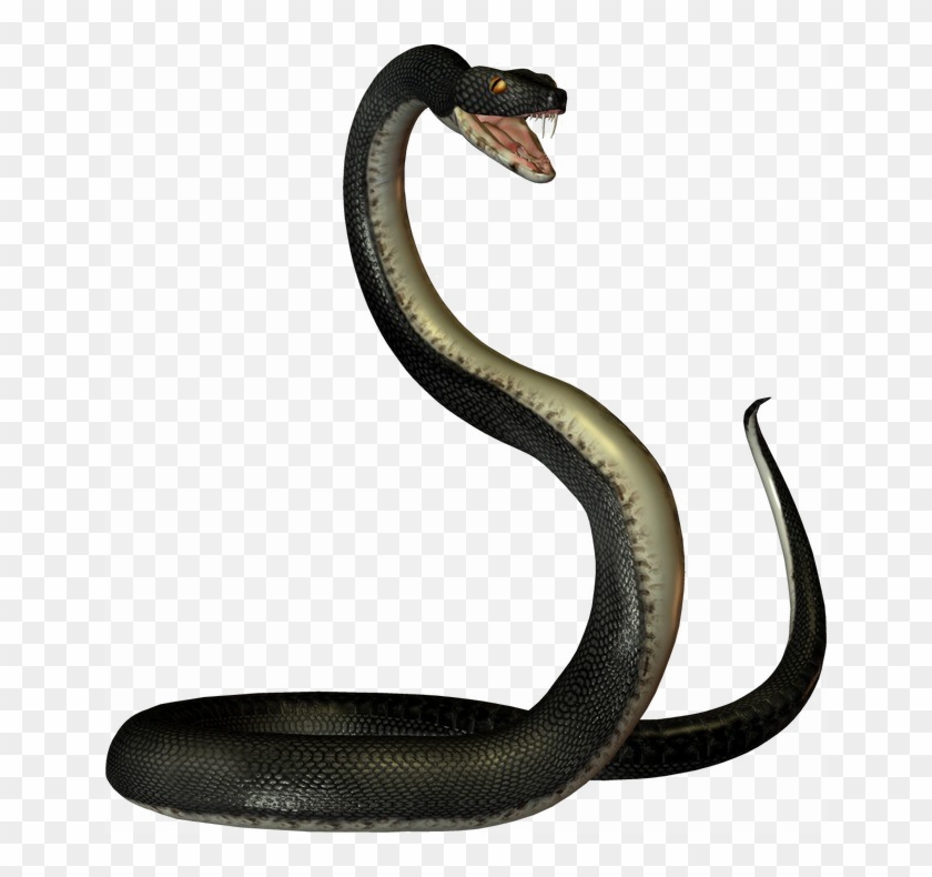 Black Mamba Snake Png Transparent Image Clipart