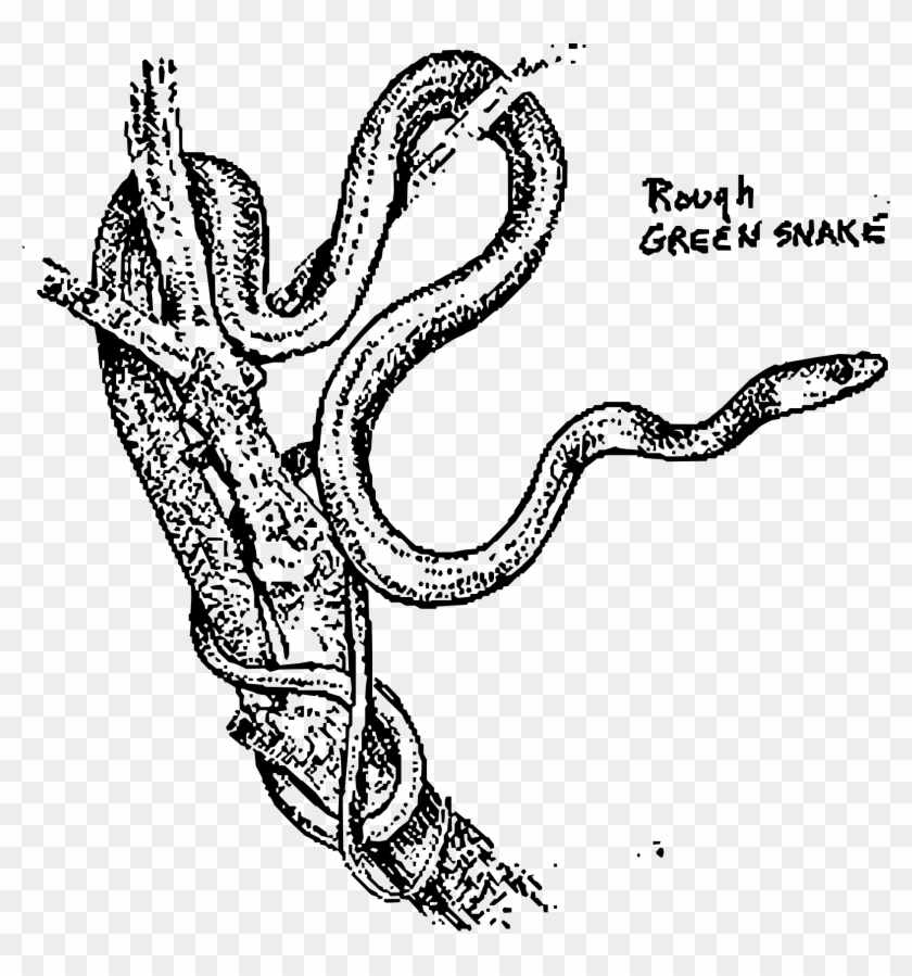 Png Image - Rough Green Snake Coloring Page Clipart #1923755