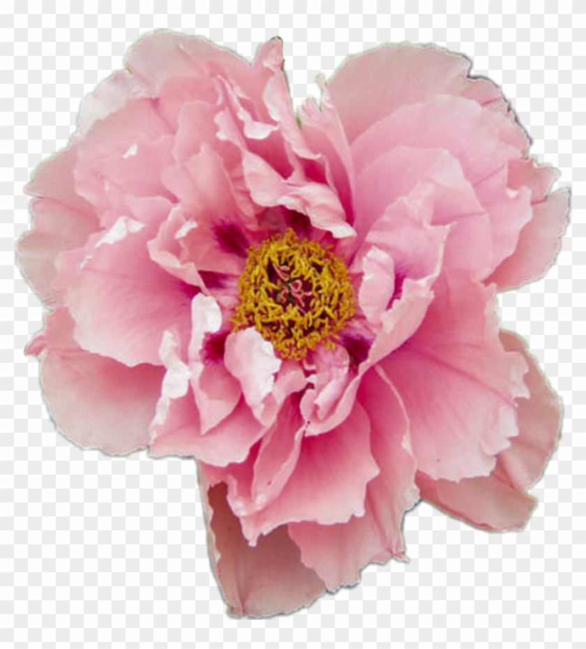 Pastel Flower Tumblr Transparent Peony Aesthetic Pink - Pink Pastel Flower Png Clipart