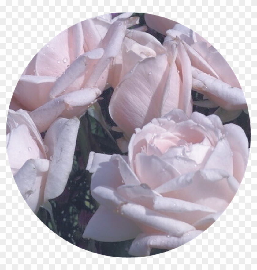 #roses #soft #aesthetic #png #overlay #filler #pastel - Roses Clipart