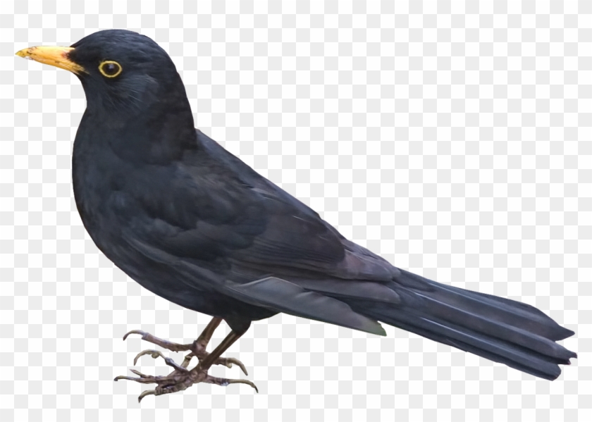 Blackbird Png Picture - Corvus Macrorhynchos Clipart