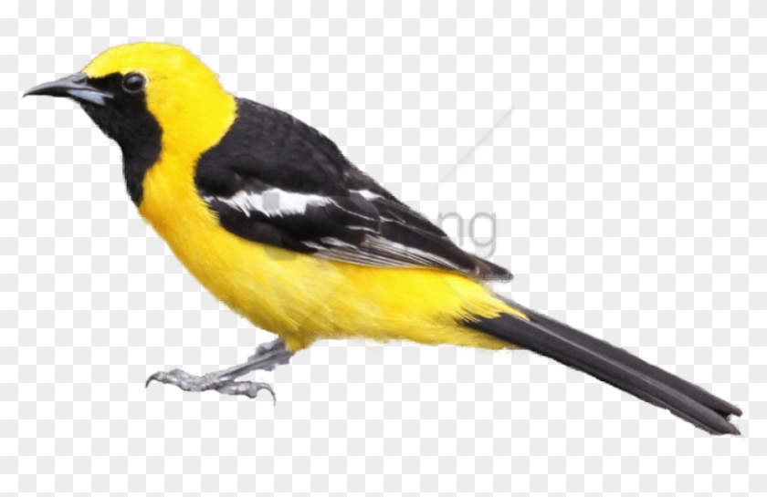 Free Png Download Black And Yellow Bird Png Images - Black And Yellow Bird Png Clipart #1926477