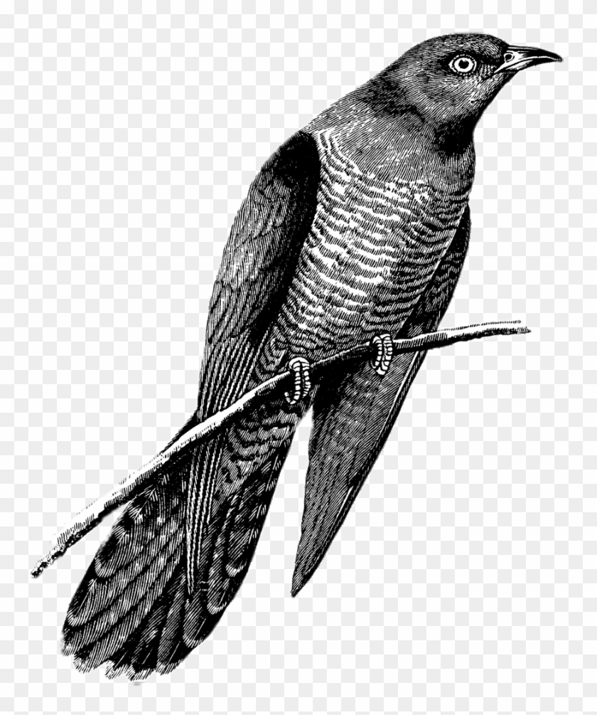 Cuckoo Drawing Black And White - Flying Cuckoo Bird Drawing Clipart #1926560