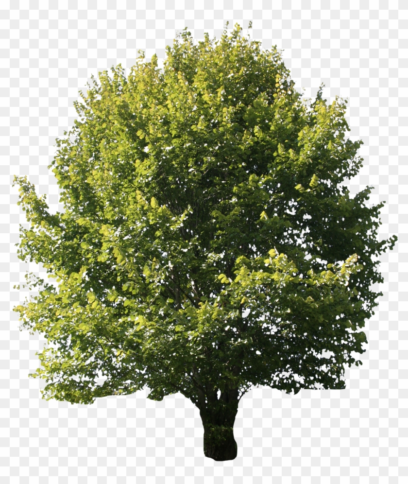 Ash Tree Indiana , Png Download Clipart #1927458
