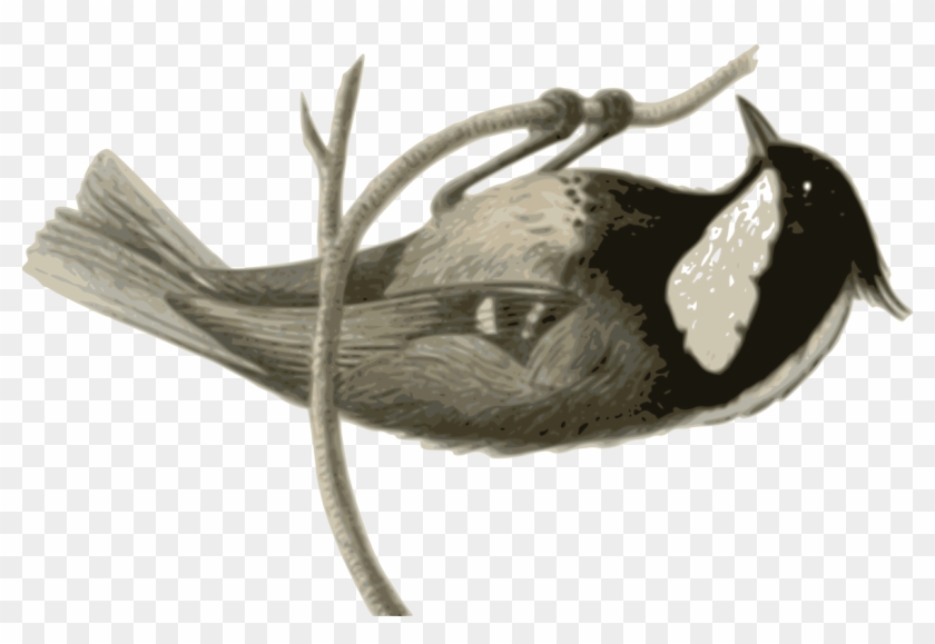 Bird Wing Line Art Black And White Feather - Bird Clipart #1927754