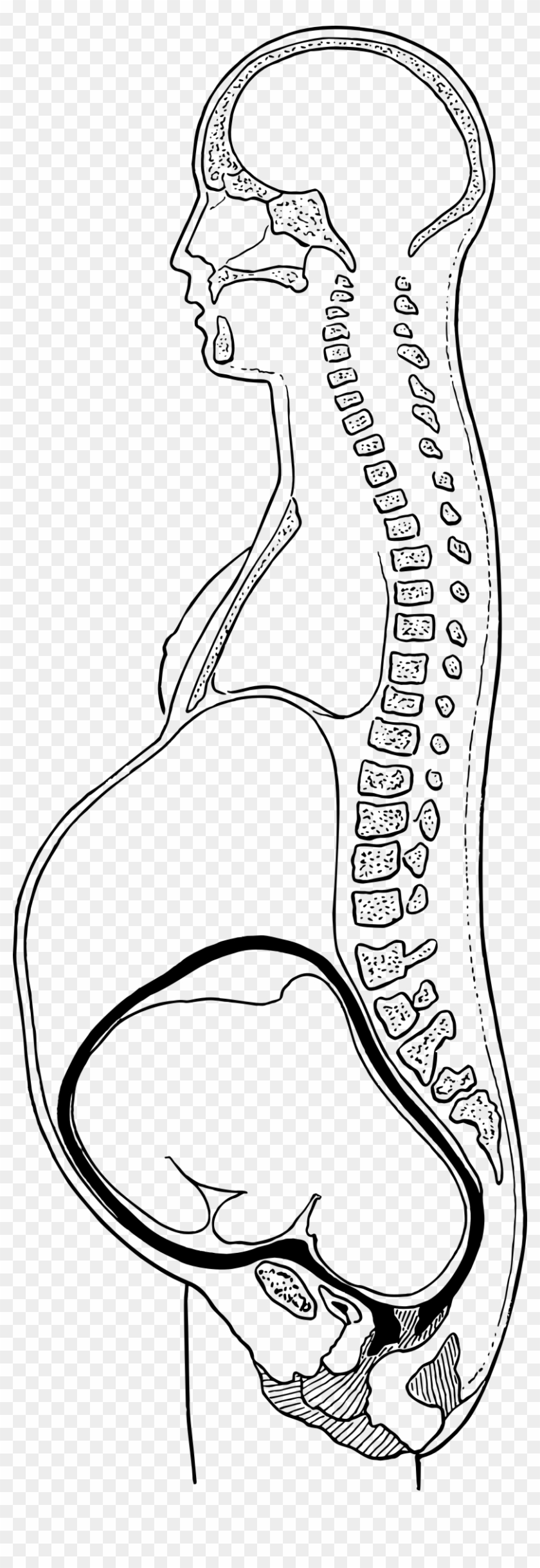 Big Image - Pregnancy Clipart #1927758