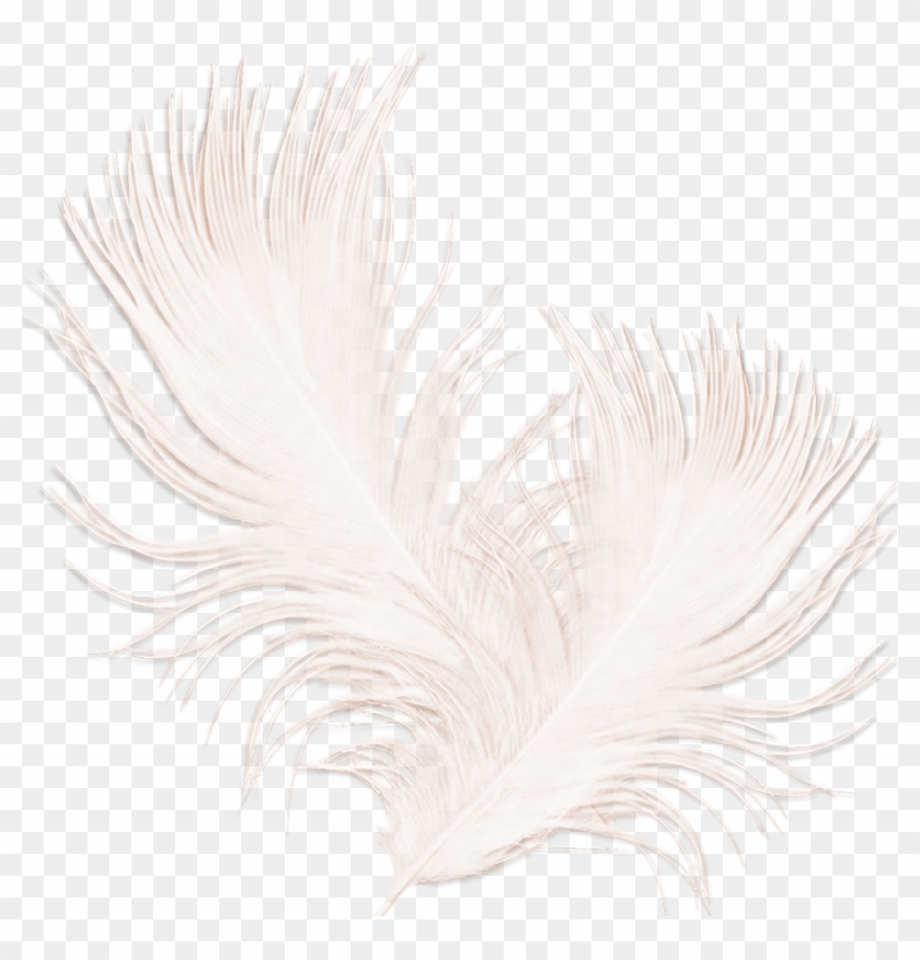 #mq #white #feather #feathers - Feather Clipart #1927948