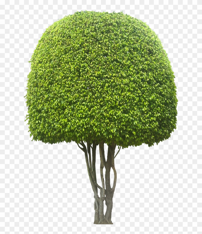 Fbenjaminab L Png Tree Cut Out Cambodian - Lace Wig Clipart