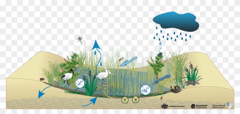 Coastal And Subcoastal Non-floodplain Grass Sedge And Clipart