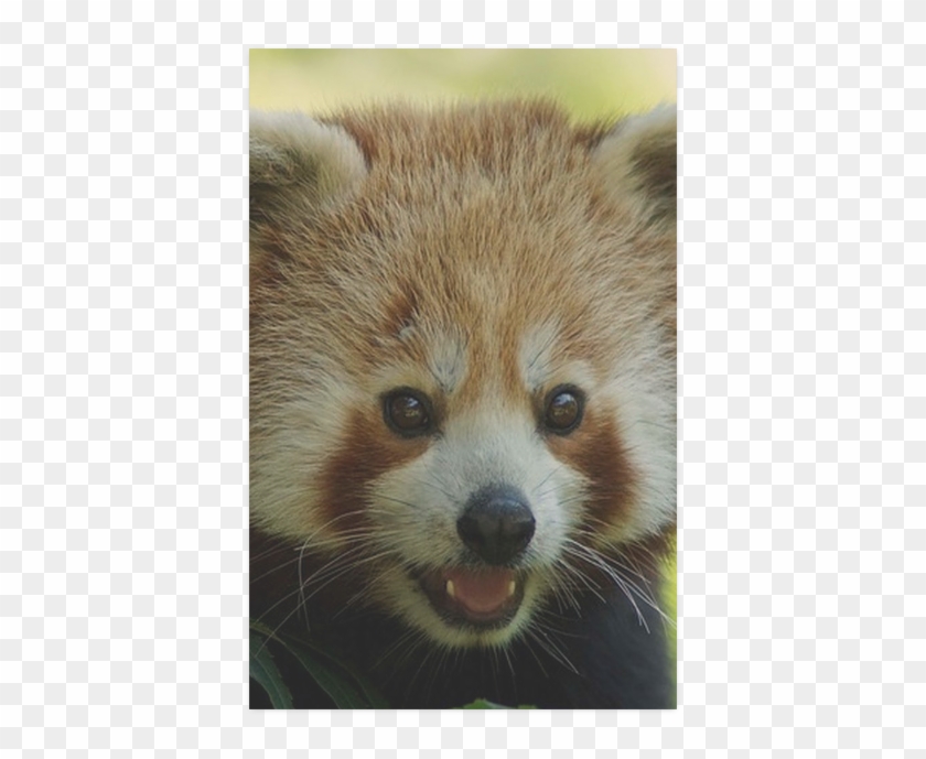 Red Panda Clipart