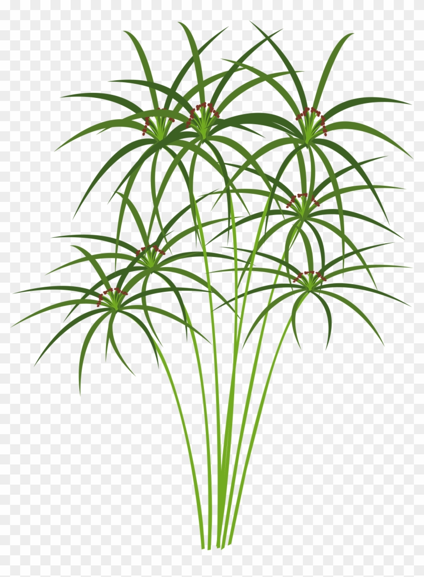Big Image - Papyrus Plant Clipart - Png Download