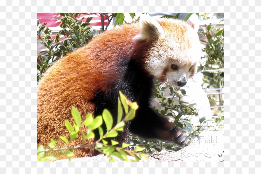 San Diego Zoo Red Panda - Red Panda Clipart