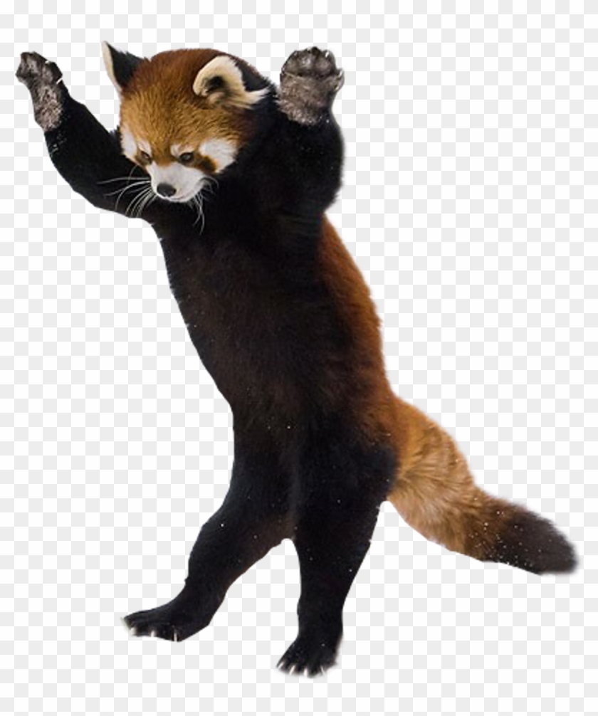 Red Panda On Hind Legs , Png Download Clipart