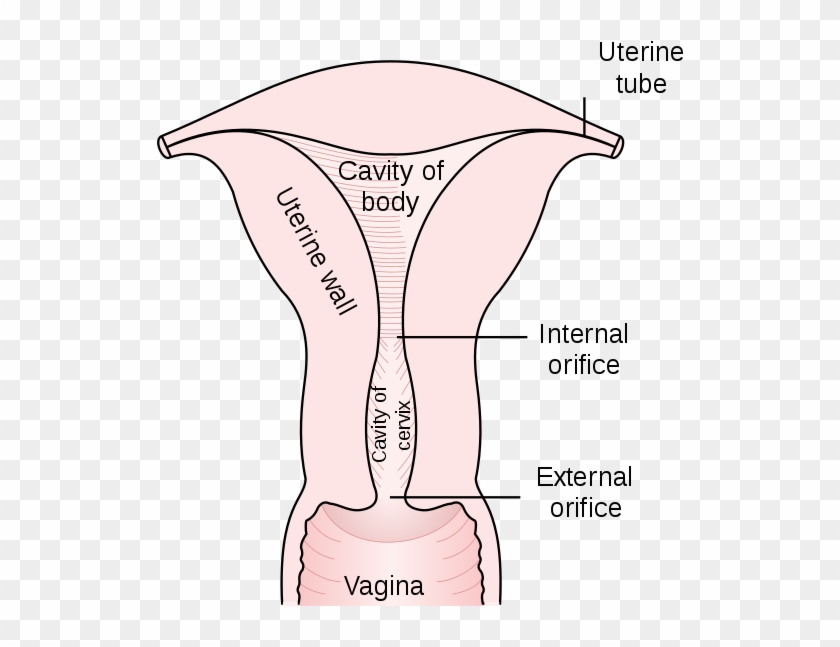 File - Gray1167 - Svg - Internal Os Of Uterus Clipart