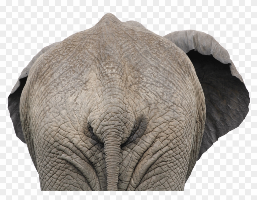 Free Png Download Elephant Png Images Background Png - African Elephant Back Side Clipart #1943153