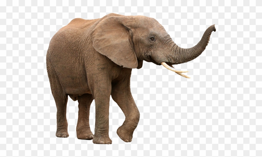 Walking Elephant Png Image - African Elephant White Background Clipart