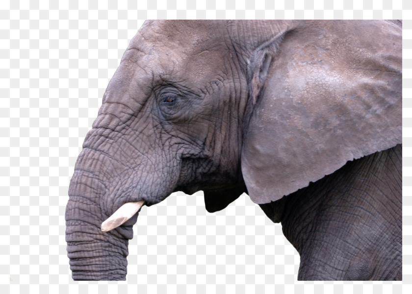 Mammal Elephant Nature Animal Wild 908445 Clipart #1943538