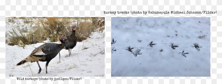 Larry Weber Is Just Chock-ful Of Good Advice This Week, - Turkey Clipart