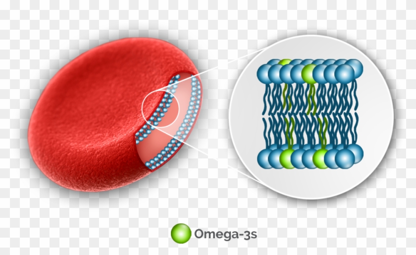 The Omega-3 Index Has Been Linked To Improved - Omega 3 Red Blood Cells Clipart