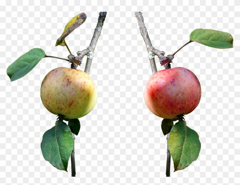 Apple, Branch, Fruit, Nature, Leaves, Red, Red Apple - Apple Clipart #1945940