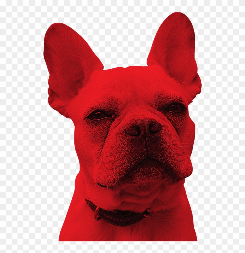 Our Services - Companion Dog Clipart #1946307