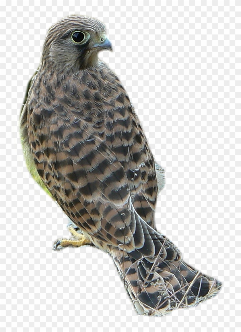 Falco Tinnunculus And Gutštejn, Transparent Bg - Falco Tinnunculus Png Clipart