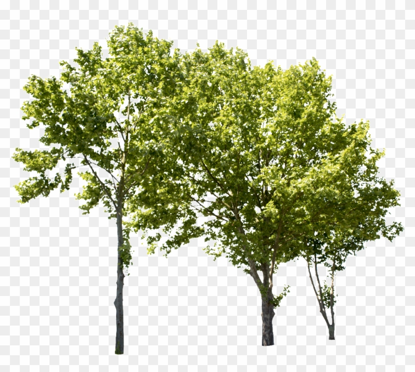 Plane Tree Group Ii - Group Of Trees Png Clipart #1951240