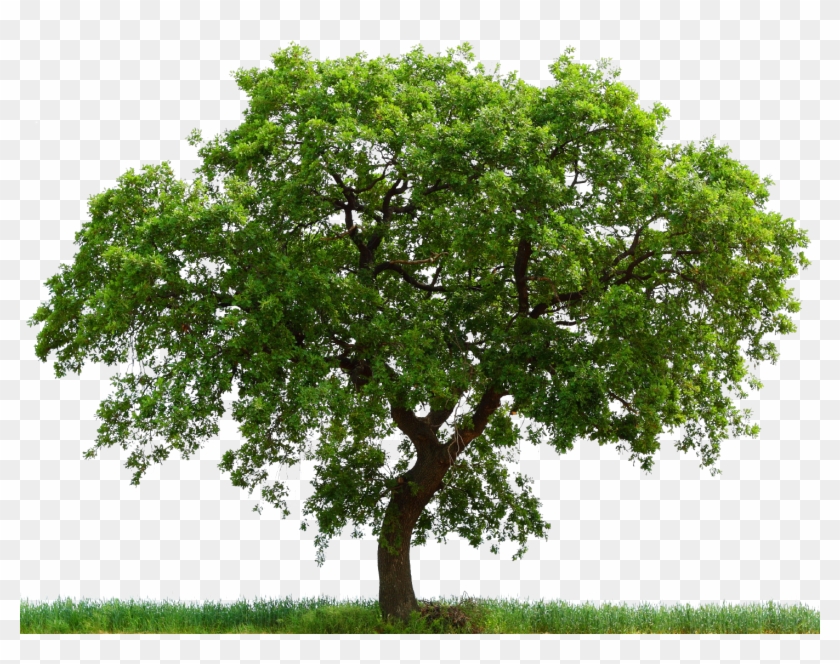 White Oak Tree Transparent Clipart