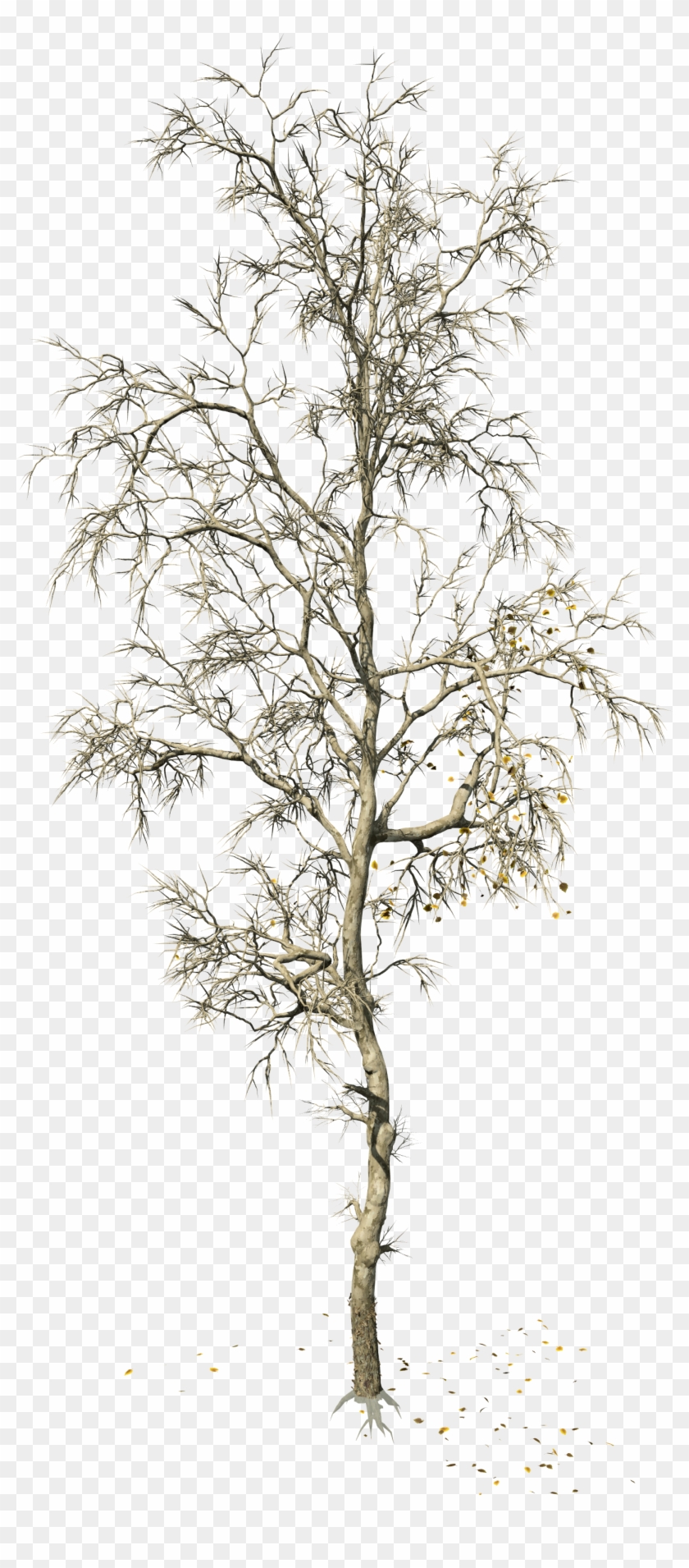 American Clipart