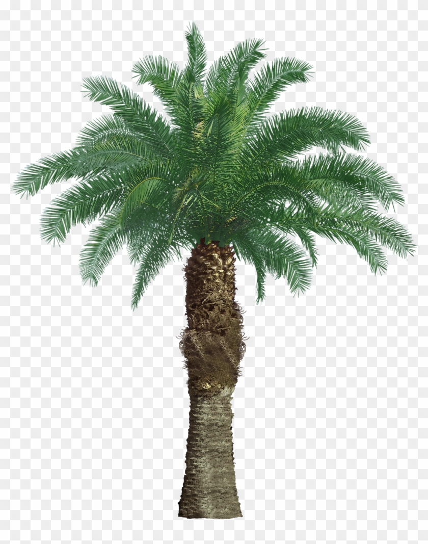 #tree #branches #leaves #palm Tree #autumn Tree #tree Clipart