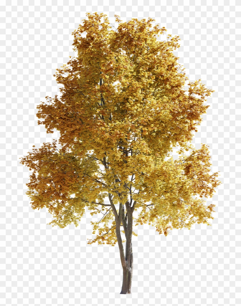 Maple-tree 14m 01 Autumn Clipart
