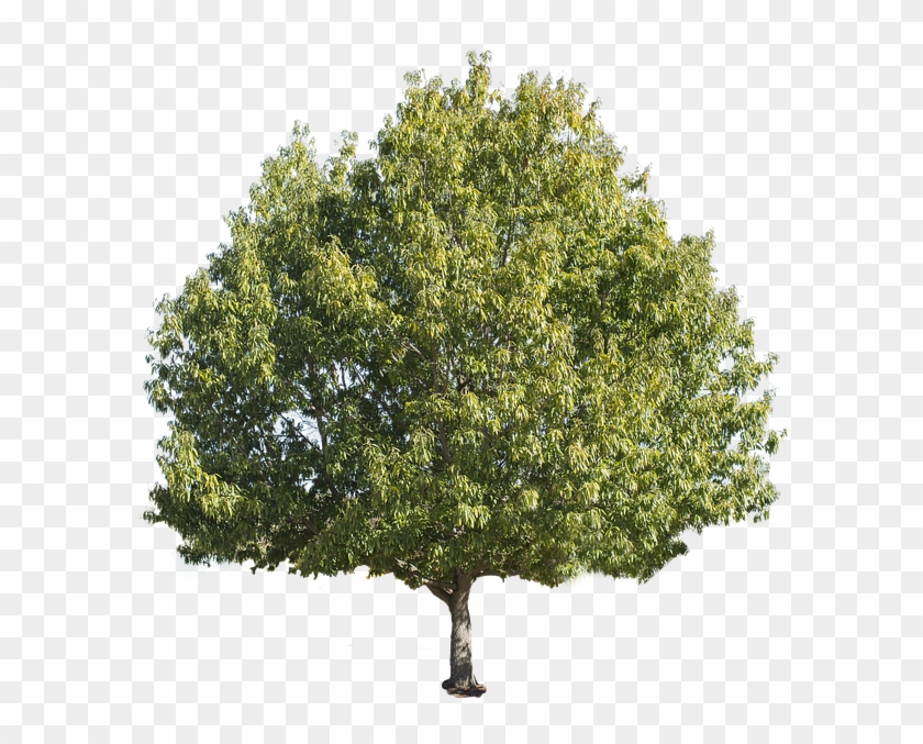Laminated Poster Isolated Green Summer Tree Poster - Forest Tree White Background Clipart