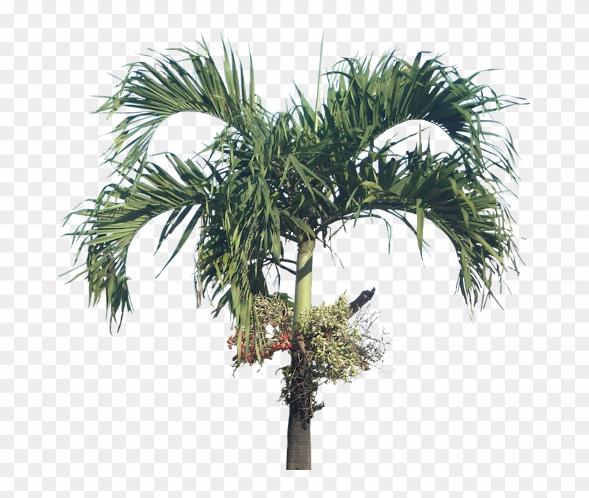 Palm Trees Clipart #1952333