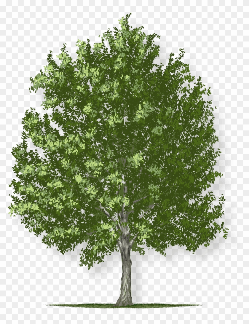 Tree Height - Ohio's State Tree Clipart #1952336