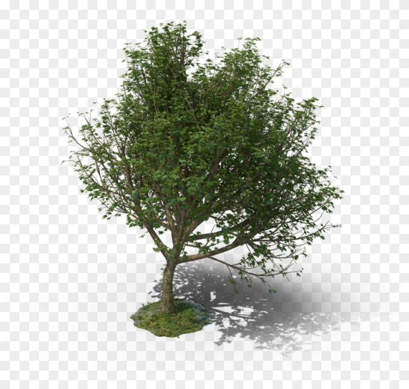 Mexican Pinyon Clipart #1952355