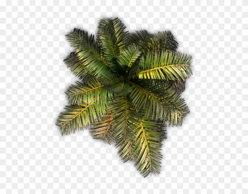 532k Small Palm Jcd G 06 Feb 2009 - Roystonea Clipart #1952415