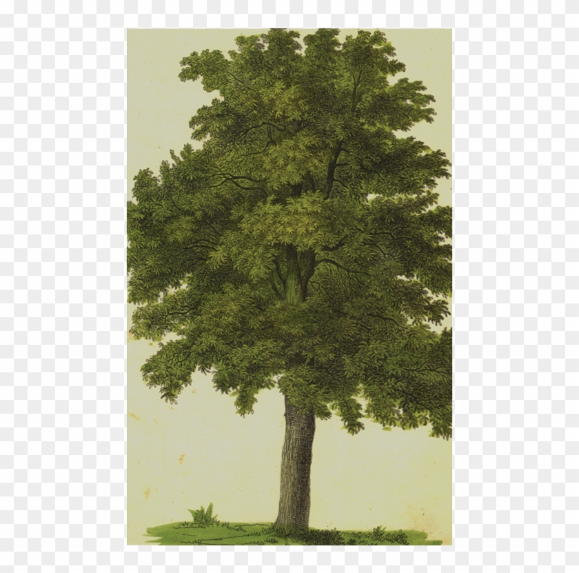 Mexican Pinyon Clipart