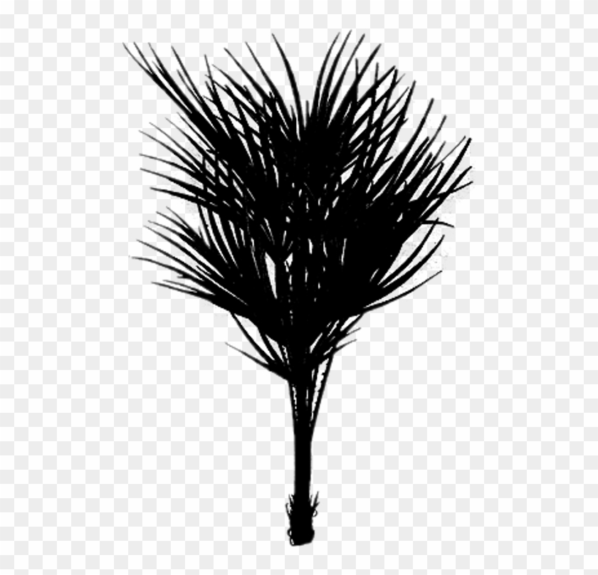 Bush Drawing Palm - Silhouette Clipart